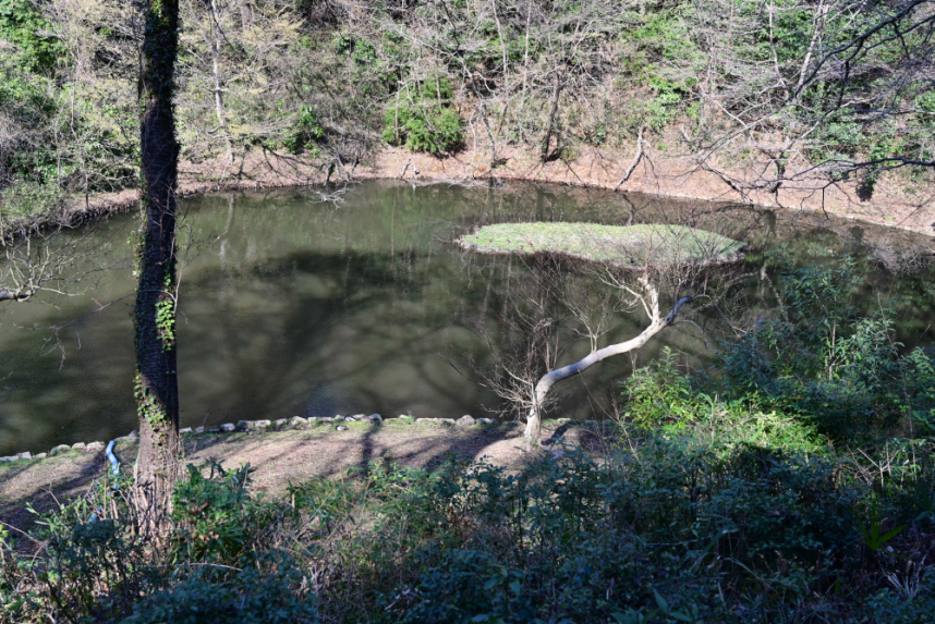 水鳥の池を見る