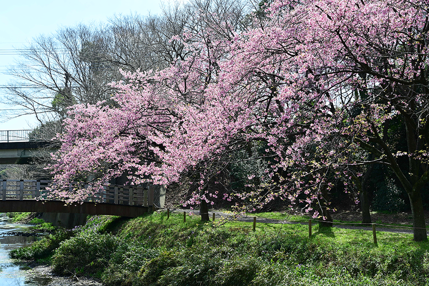 桜並木