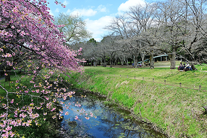 桜並木2