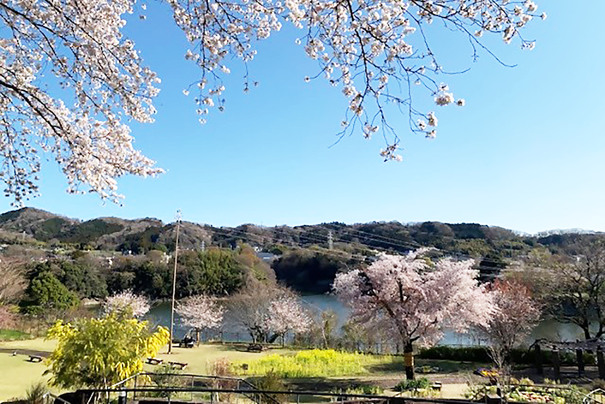 津久井湖湖畔の桜