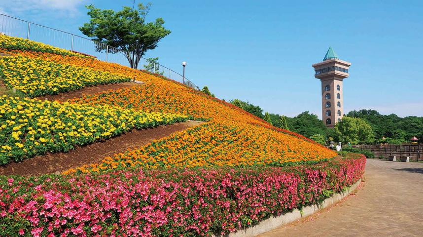 麻溝公園-斜面花壇の様子