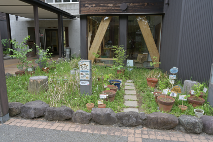 草花の展示