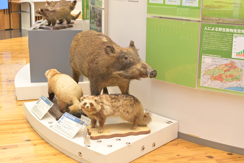 野生動物の展示