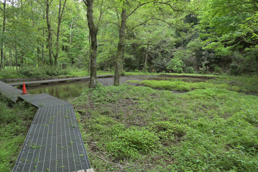 自然観察園の中にある池