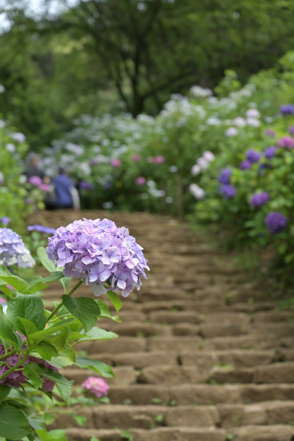 紫陽花の花