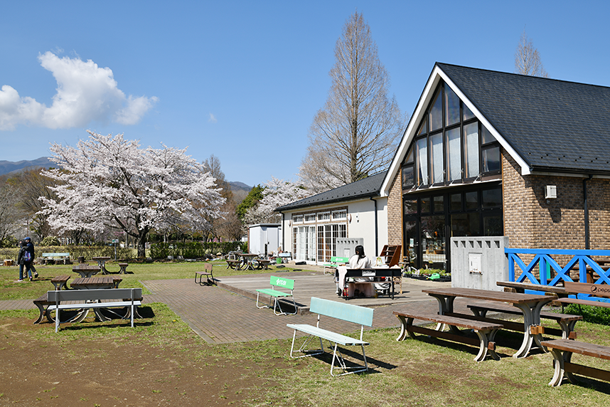 鳥居原ふれあいの館近くに咲く桜