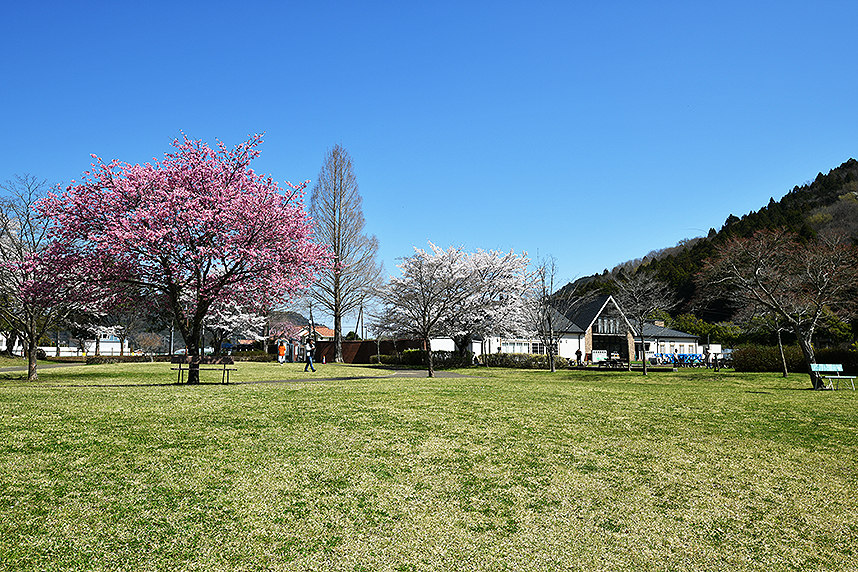 鳥居原湖畔庭園からみた桜2