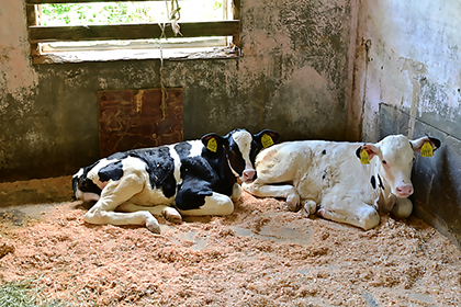 服部牧場_牛舎の中_子牛