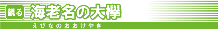 海老名の大欅