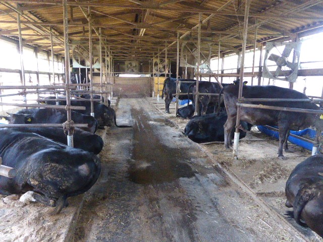 敷料による臭気、牛体汚染の低減