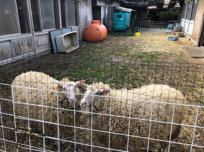羊のよる除草、近隣住民とのコミュニケーションの様子