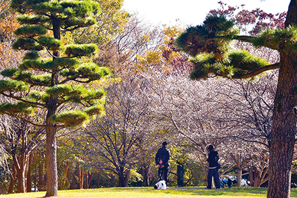 冬桜満開