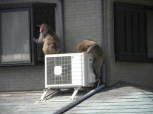 サルが住居に侵入しようとしている画像