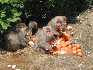 サルが捨てられたミカンを食べている画像