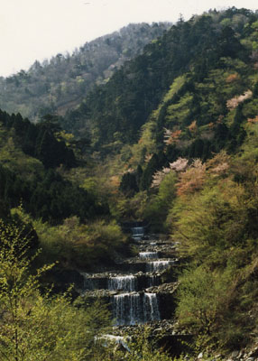 東丹沢県民の森地内（ワサビ沢）