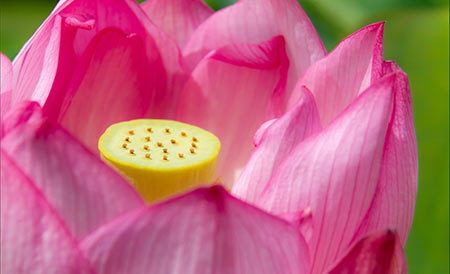 黄色い花托（かたく）の上にある粒々が、メシベだよ