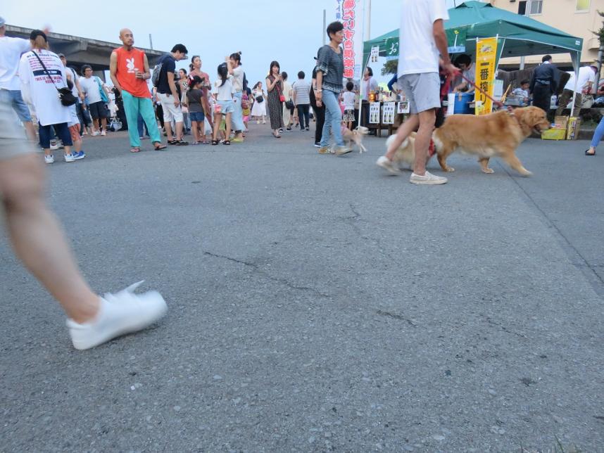 飼い主と歩く犬