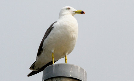 飛び入り参加のウミネコさん