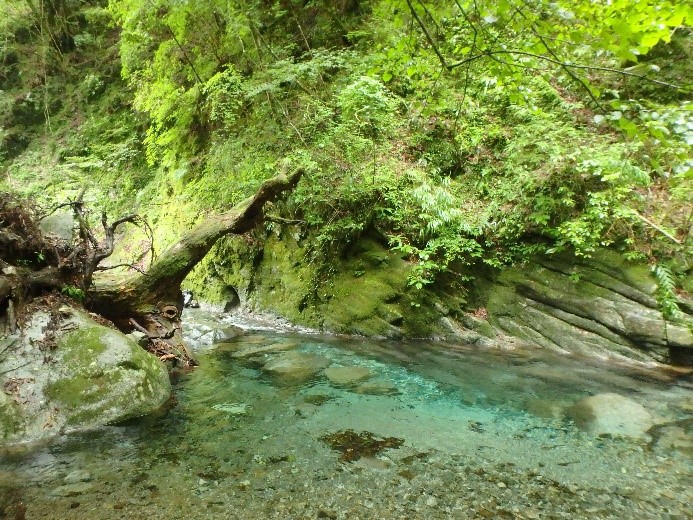 用木沢の清流