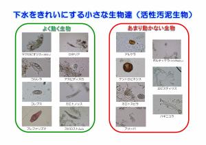 微生物一覧