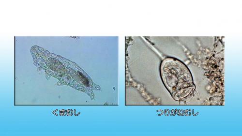 微生物写真