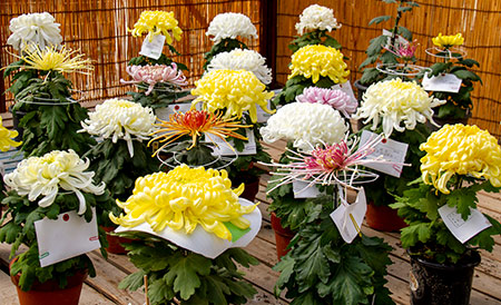 神奈川県菊花大会　福助作りの展示