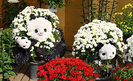 神奈川県　菊花大会　特別展示　ドーム仕立て