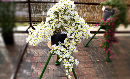 神奈川県　菊花大会　懸崖菊