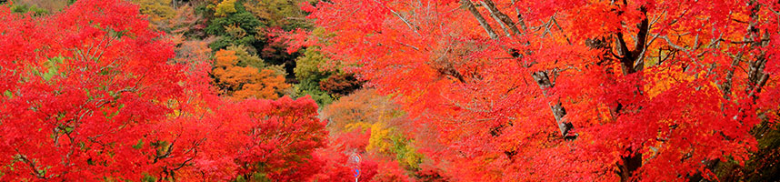 千代の沢園地周辺の紅葉並木