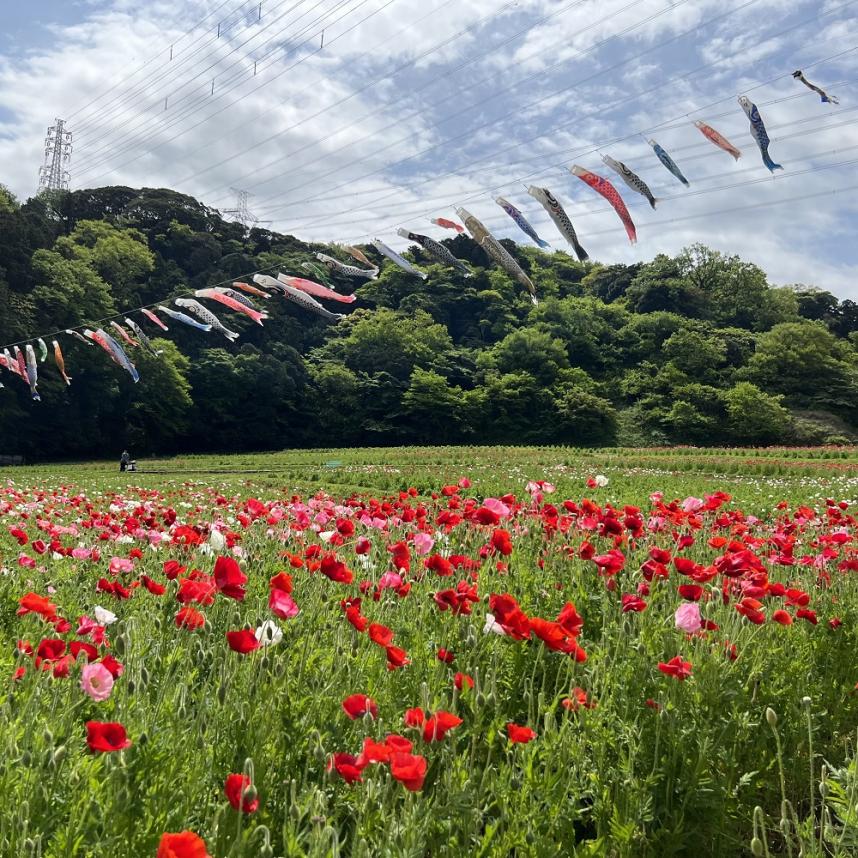 くりはま花の国