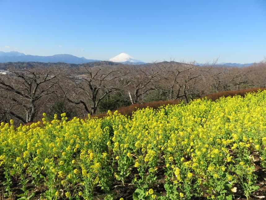 二宮町吾妻山公園で菜の花が見頃です 神奈川県ホームページ
