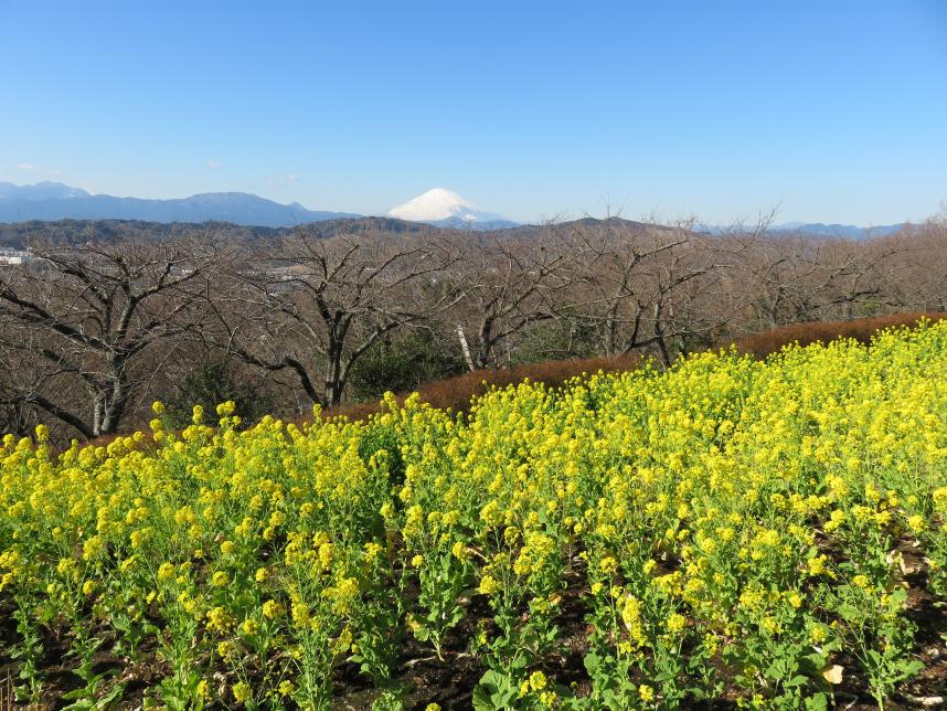 菜の花と富士山