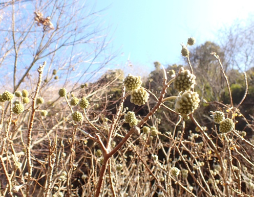 用木沢出合周辺
