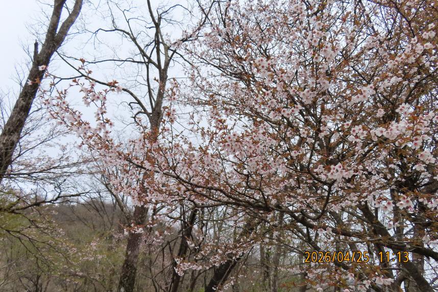 大室山山頂周辺