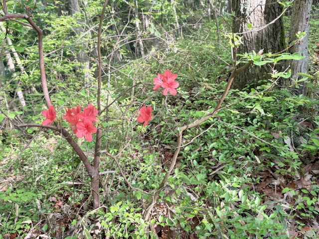 陣馬山　一ノ尾尾根