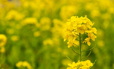 菜の花