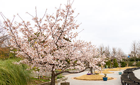 玉縄桜広場