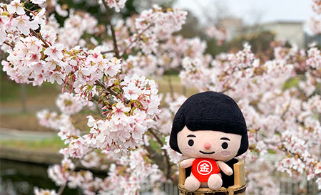 池の近くに咲く玉縄桜