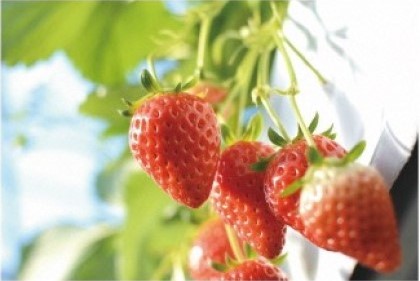 Strawberry Picking (Ebina City)