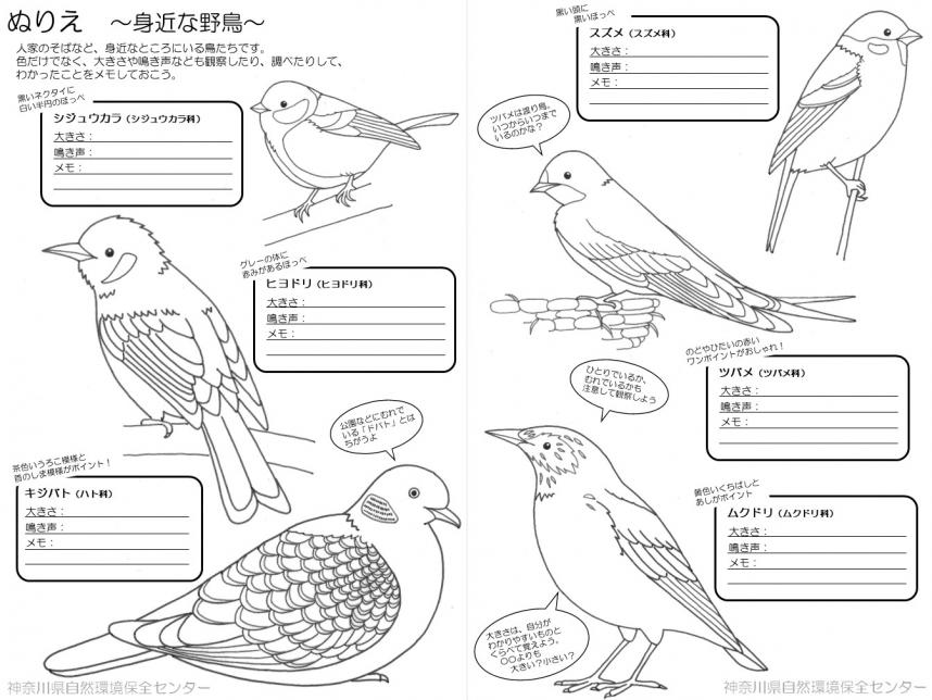 アイコン_ぬりえ「野鳥」