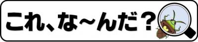 バナー_これ、なーんだ？