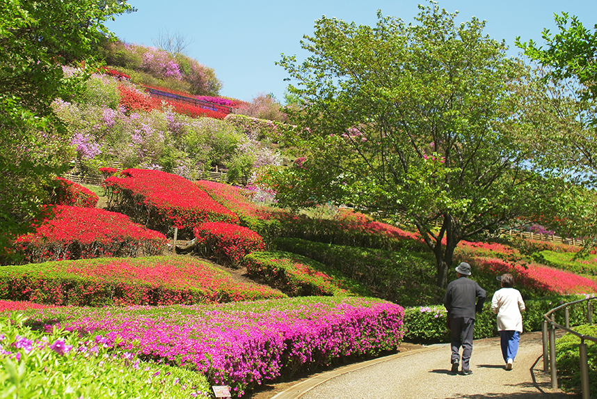 あいかわ公園のつつじ