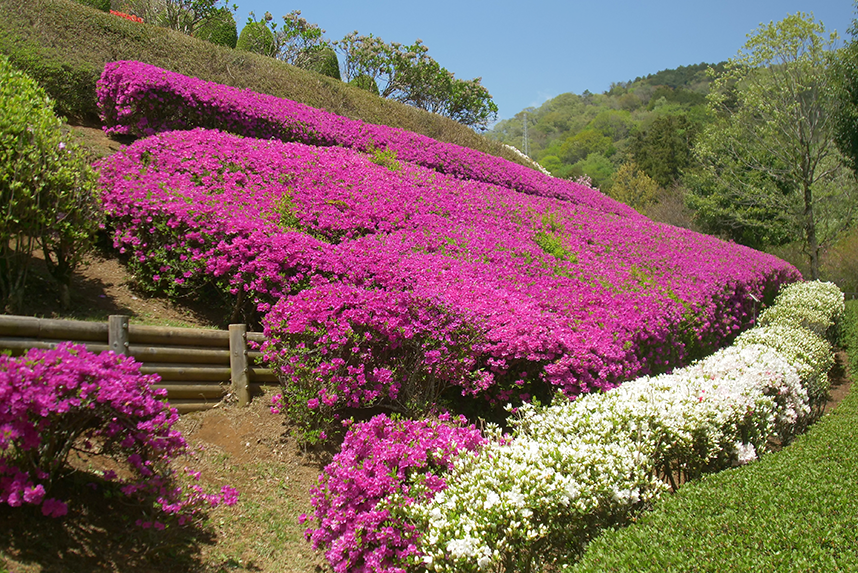 あいかわ公園のつつじ2