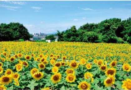 Sunflower fields