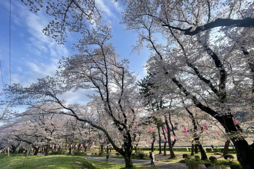 上大島キャンプ場の桜