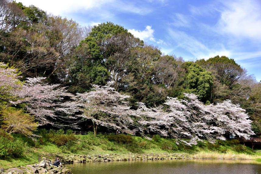 しらかしの池の桜