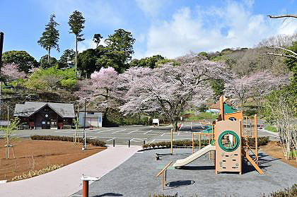 長谷寺の桜の広場