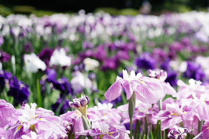花菖蒲の花_2