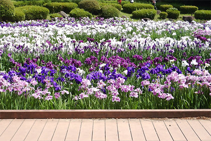 花菖蒲の花_6