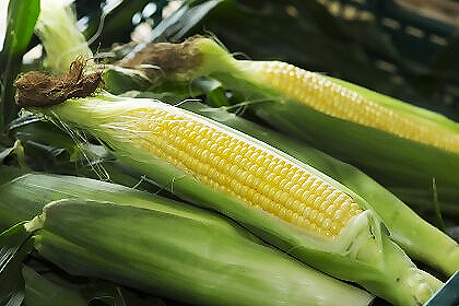 “菜速”玉米